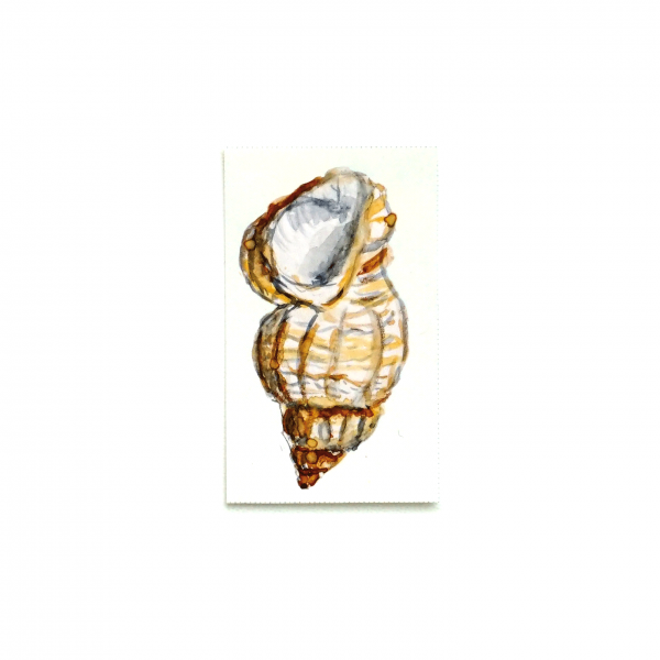 Тимчасове тату «Мушля»